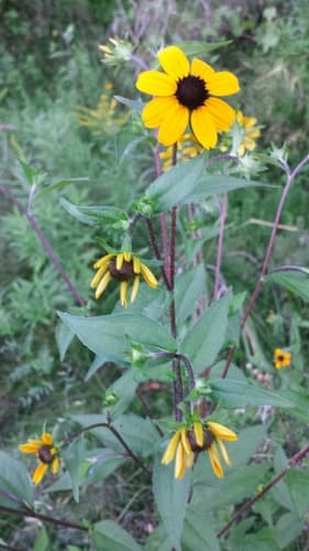 brown-eyed Susan — photo 1