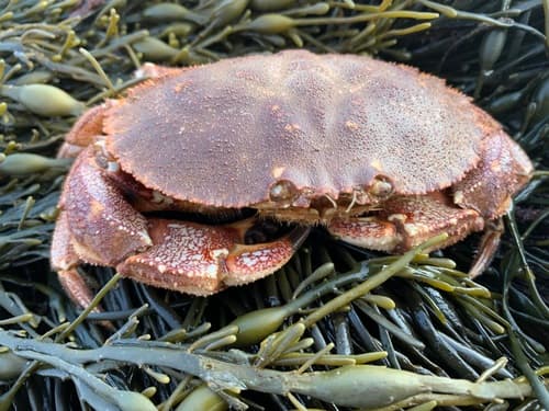 Jonah Crab — photo 1