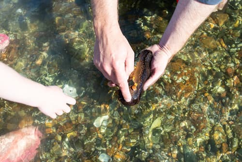 Reddish Brown Sea Cucumber — photo 1