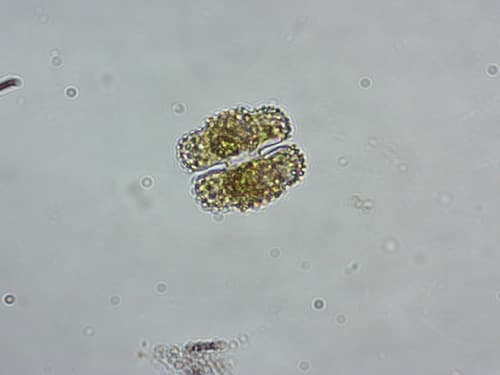 Cosmarium commissurale — photo 1