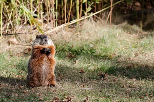 Groundhog — photo 1