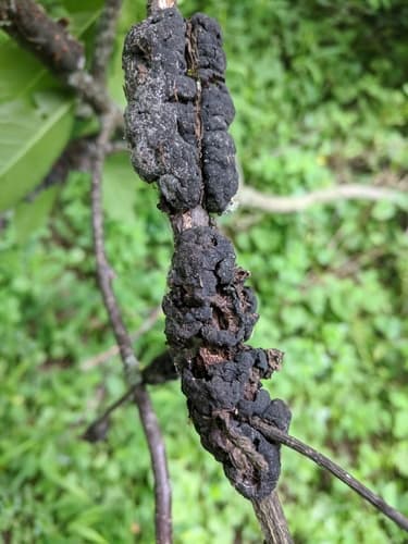 black knot — photo 1