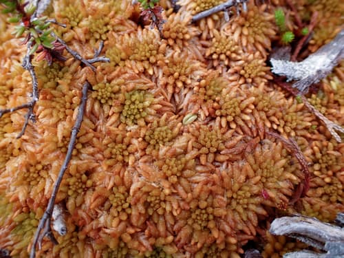 Austin's Sphagnum — photo 1