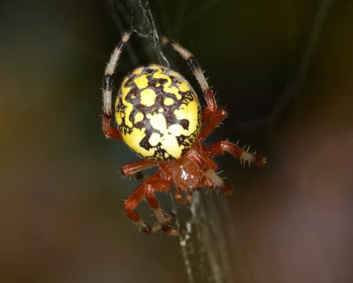 Marbled Orbweaver — photo 1