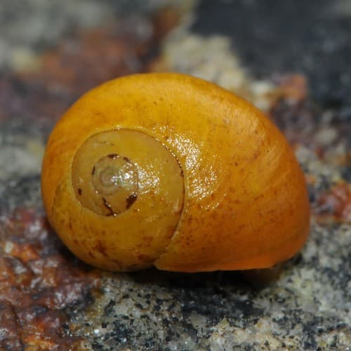 Flat Periwinkle — photo 1