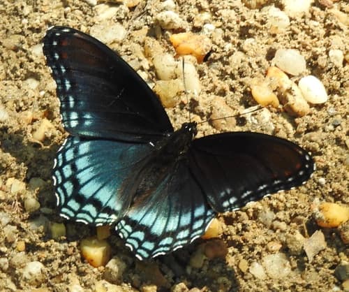 Red-spotted Admiral — photo 1
