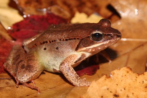 Wood Frog — photo 1