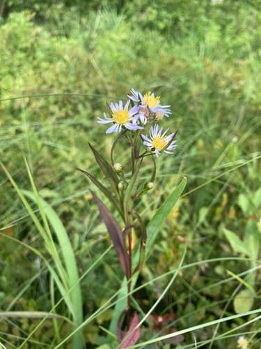 northern bog aster — photo 1