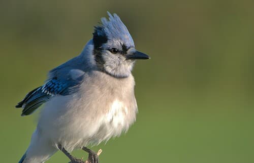 Blue Jay — photo 1