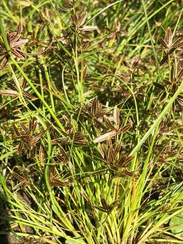 Shining Flatsedge — photo 1