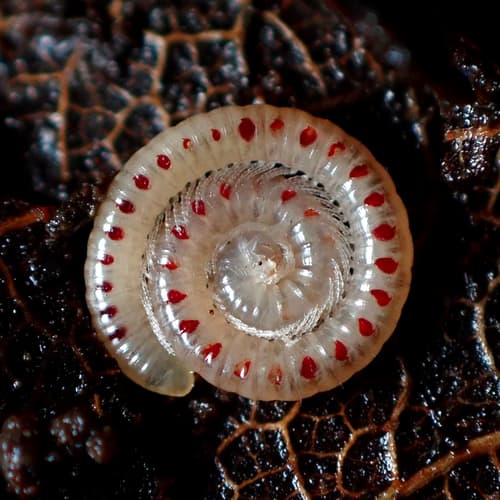 Spotted Snake Millipede — photo 1