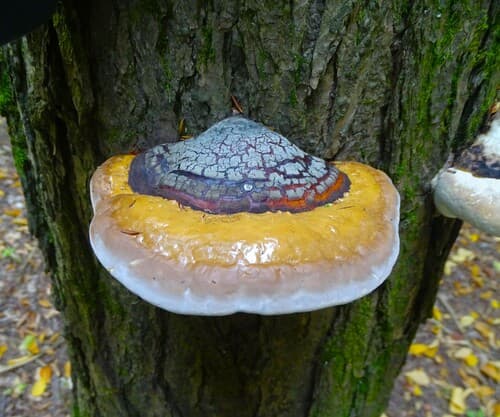 Northern Red Belt — photo 1