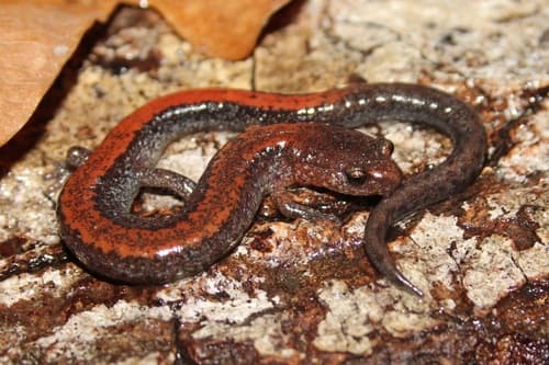 Eastern Red-backed Salamander — photo 1