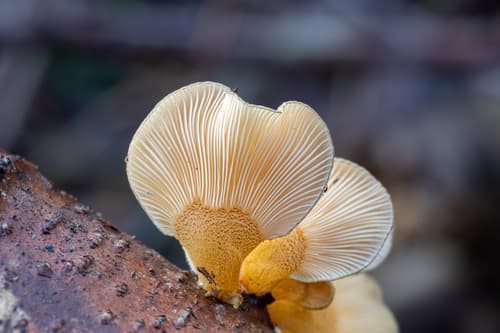 Late Oyster — photo 1