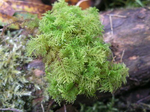 Hook-leaved Fern Moss — photo 1