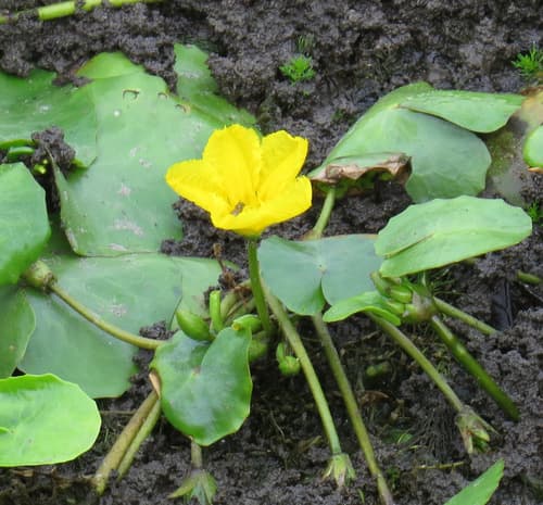 water fringe — photo 1