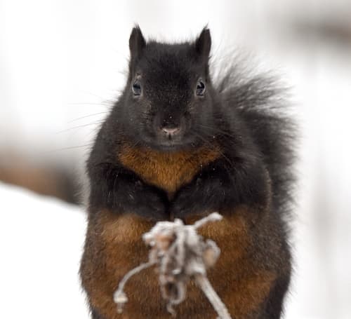 Eastern Gray Squirrel — photo 1