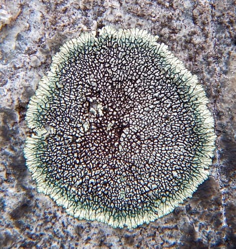 Golden Moonglow Lichen — photo 1