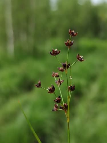 Northern Green Rush — photo 1