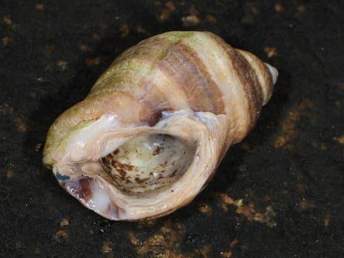 Atlantic Dogwhelk — photo 1