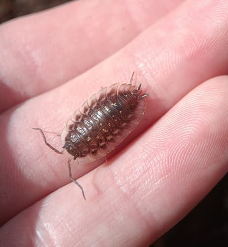 Common Shiny Woodlouse — photo 1
