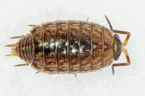 Common Striped Woodlouse — photo 1