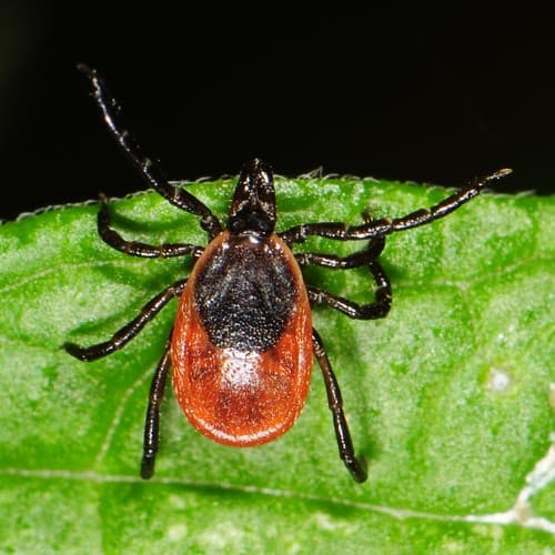 Eastern Black-legged Tick — photo 1