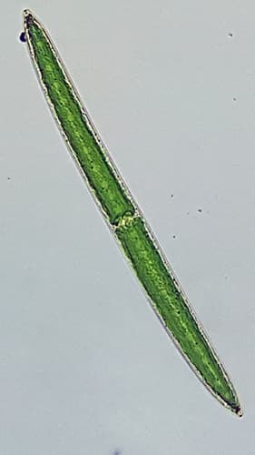 Closterium acerosum — photo 1