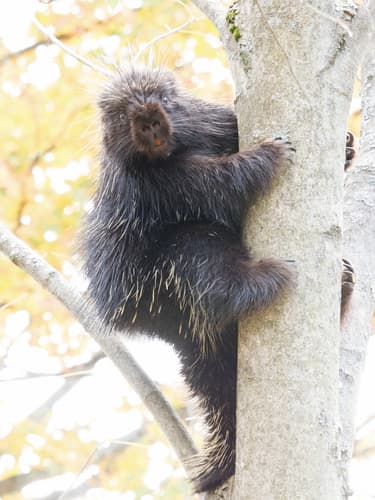 North American Porcupine — photo 1