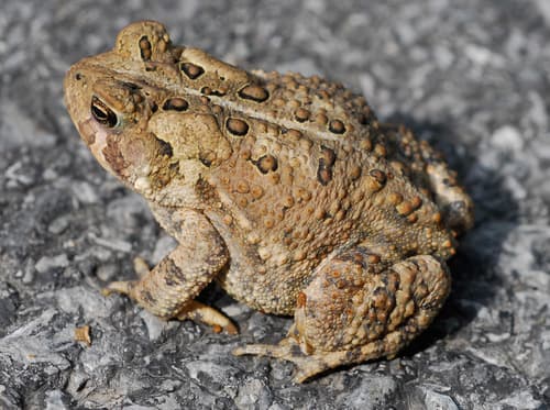 American Toad — photo 1
