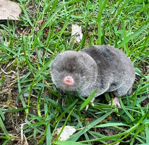 Northern Short-tailed Shrew — photo 1