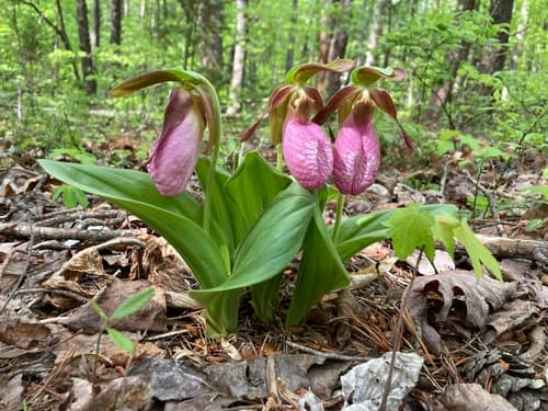pink lady's slipper — photo 1