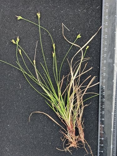 white-tinged sedge — photo 1