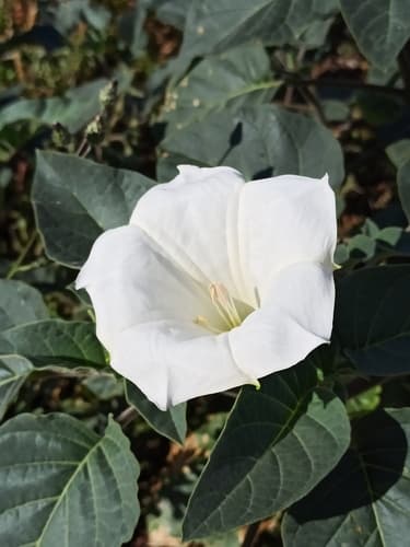 downy thorn-apple — photo 1