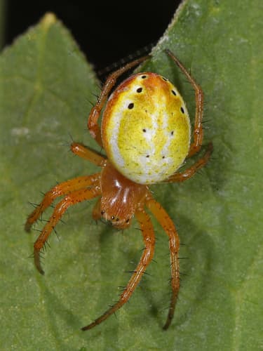 Six-spotted Orbweaver — photo 1