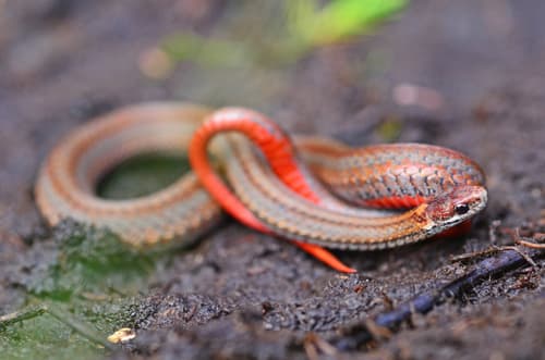 Red-bellied Snake — photo 1