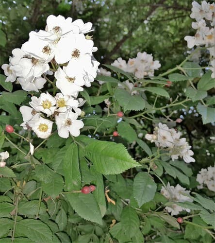 multiflora rose — photo 1