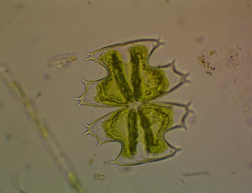 Micrasterias depauperata — photo 1