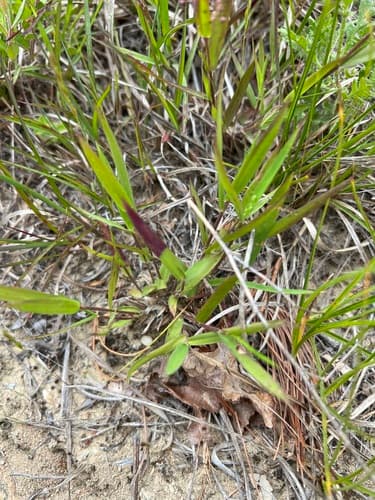 hemlock panic grass — photo 1
