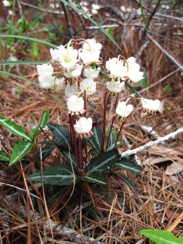 striped wintergreen — photo 1