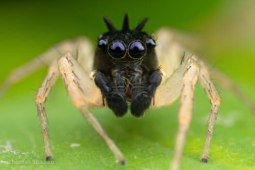 Dimorphic Jumping Spider — photo 1