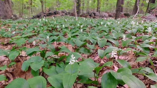Canada mayflower — photo 1