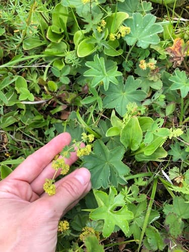 Velvet Lady's-mantle — photo 1