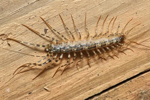 Japanese House Centipede — photo 1