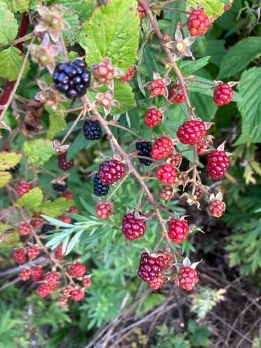 Allegheny blackberry — photo 1