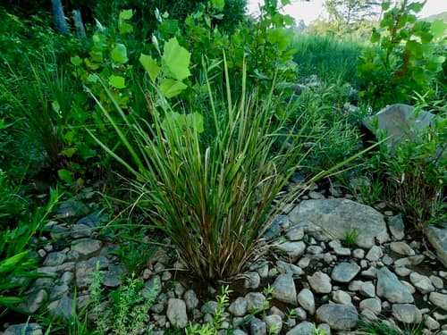 redtop panicgrass — photo 1