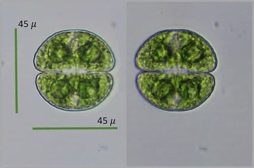 Cosmarium candianum — photo 1
