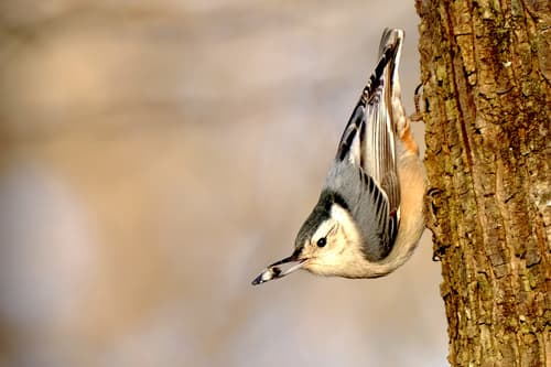 White-breasted Nuthatch — photo 1