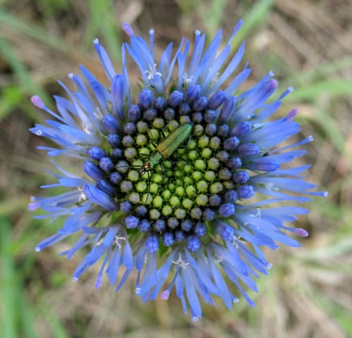 Sheep's-bit — photo 1