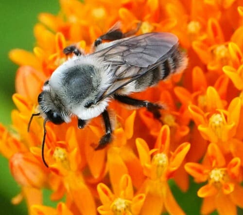 Brown-belted Bumble Bee — photo 1